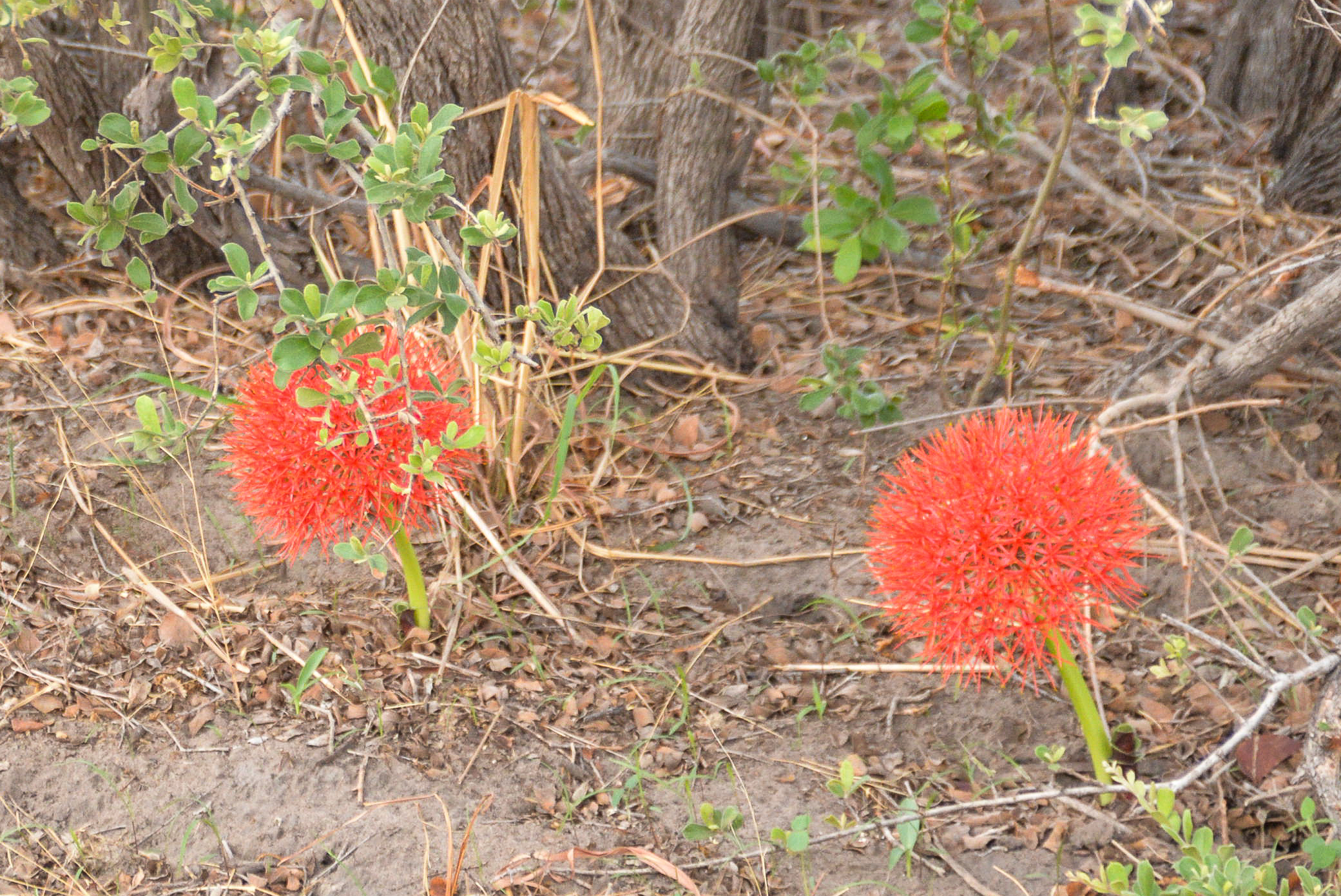 Lys de sang africain ou Ail rouge (Fireball lilly or Blood lilly, , Scadoxus multiflorus), Réserve de Kwando, Delta de l'Okavango, Botswana.